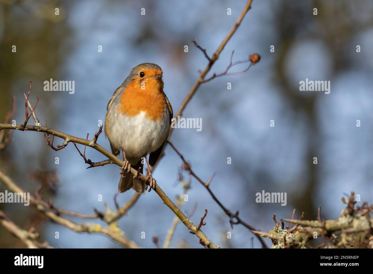 Ein einzelnes Rotkehlchen (erithacus rubecula) bei einem Weißdornbaum im Winter. Stockfoto