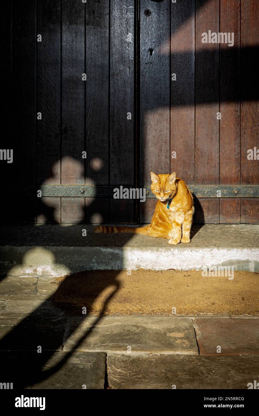 Ingwerkatze sitzt in der Sonne auf der Südseite der Veranda und Eingang zur St. Mary's Church, Rostherne nahe Knutsford, Cheshire Stockfoto