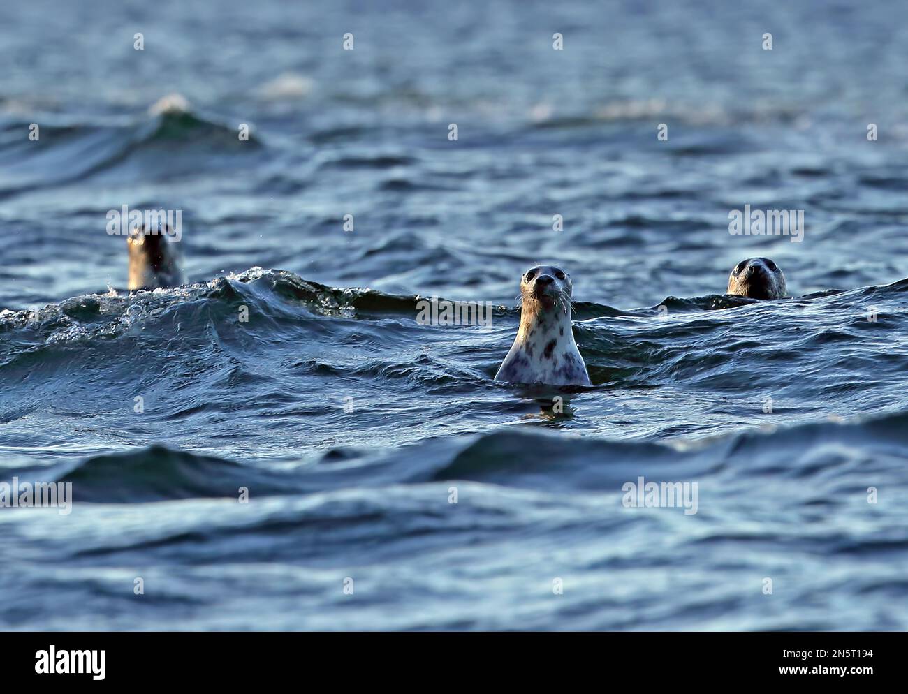 Gray Seal (Halichoerus grypus), Alarm bei Erwachsenen in Sea Saaremaa Island, Estland Juni Stockfoto