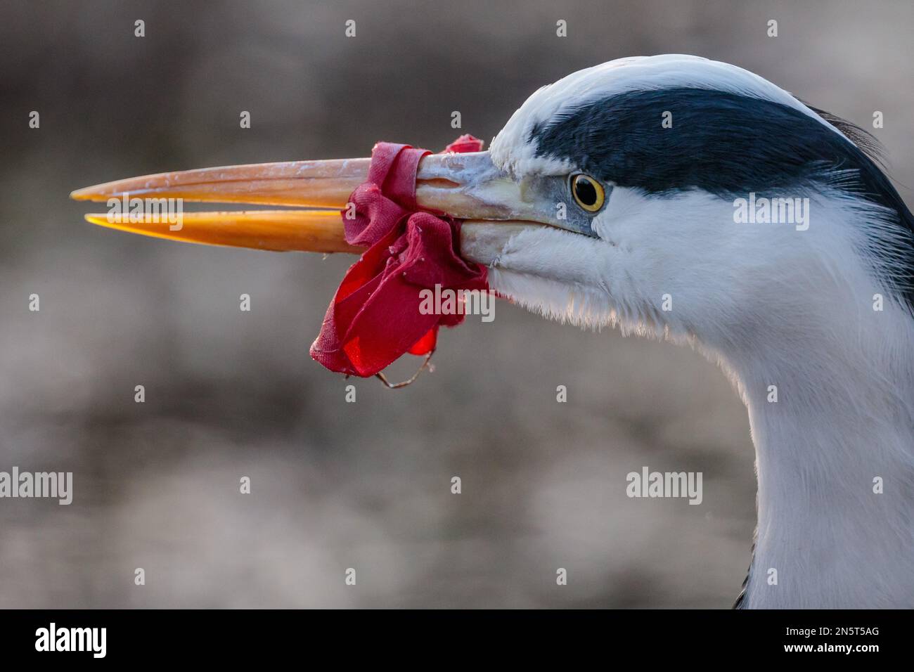 Barn Hill, Wembley, Großbritannien. 9. Februar 2023 Es ist verheerend, diesen Grauen Reiher (Ardea cinerea) zu sehen, der seit Ende Januar seinen Schnabel mit einem roten Band zugeknüpft hat, der es trotz mehrerer sozialer Medien immer noch nicht entfernen konnte, blog und Nachrichten und lokale Bewohner und Ratsmitglieder, die um Hilfe bitten. Foto: Amanda Rose/Alamy Live News Stockfoto