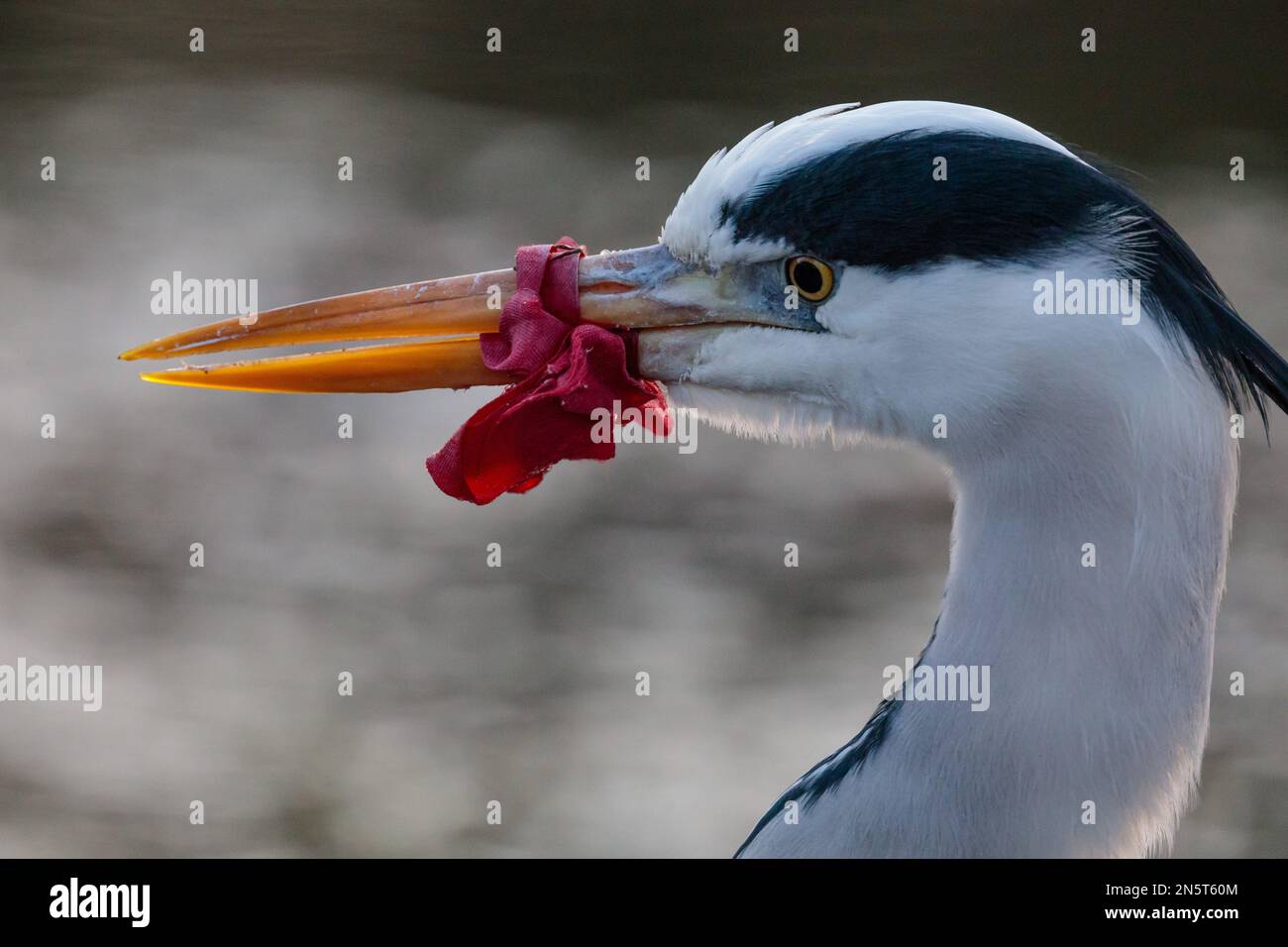 Barn Hill, Wembley, Großbritannien. 9. Februar 2023 Es ist verheerend, diesen Grauen Reiher (Ardea cinerea) zu sehen, der seit Ende Januar seinen Schnabel mit einem roten Band zugeknüpft hat, der es trotz mehrerer sozialer Medien immer noch nicht entfernen konnte, blog und Nachrichten und lokale Bewohner und Ratsmitglieder, die um Hilfe bitten. Foto: Amanda Rose/Alamy Live News Stockfoto