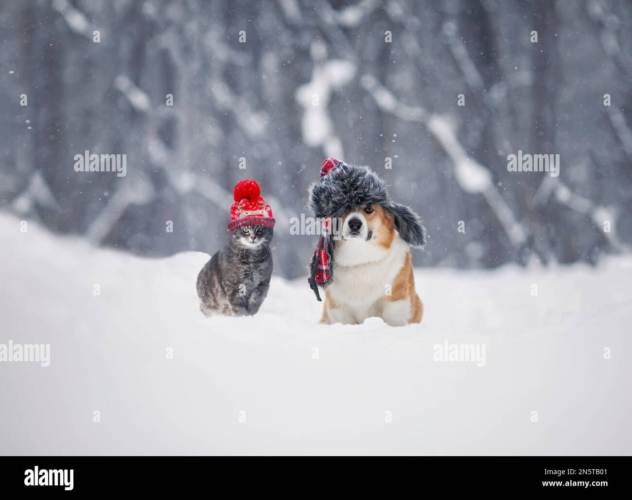 Flauschige Freunde, Hunde und Katzen, sitzen während eines Schneefalls in einem Winterpark in warmen Strickhüten Stockfoto