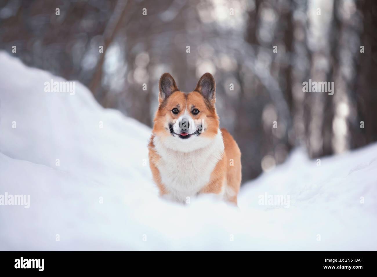 Süßer lächelnder Hund Corgi pembroke steht in einem verschneiten Park Stockfoto
