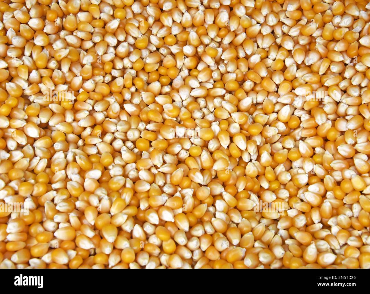 Reife Maiskörner auf einem Haufen Stockfoto