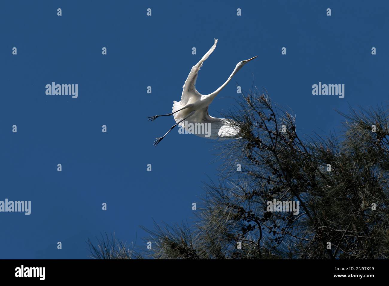 Egret (Ardea alba) auf dem Flug in Sydney, NSW, Australien (Foto: Tara Chand Malhotra) Stockfoto