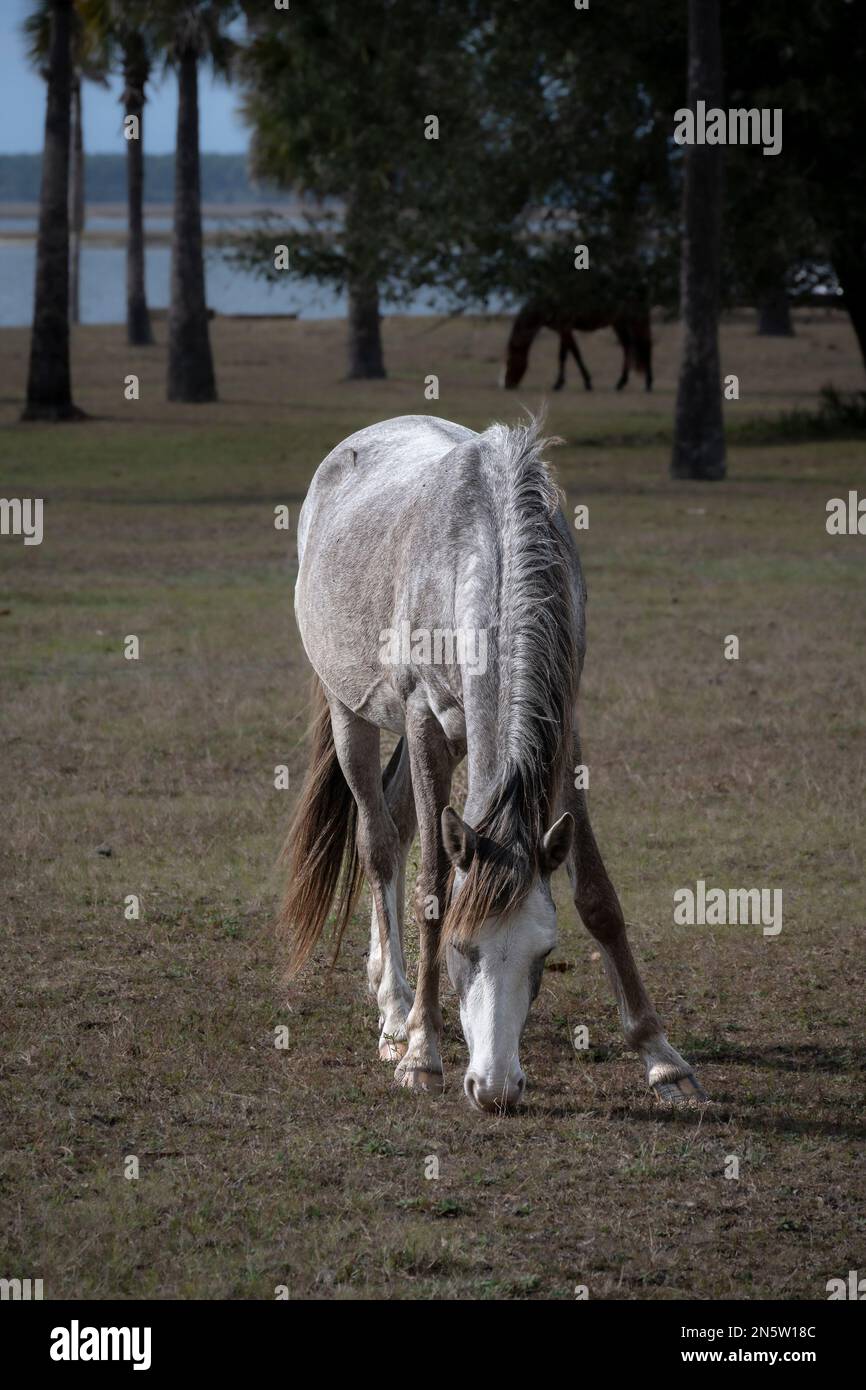 Standorte auf Cumberland Island in Georgia Stockfoto