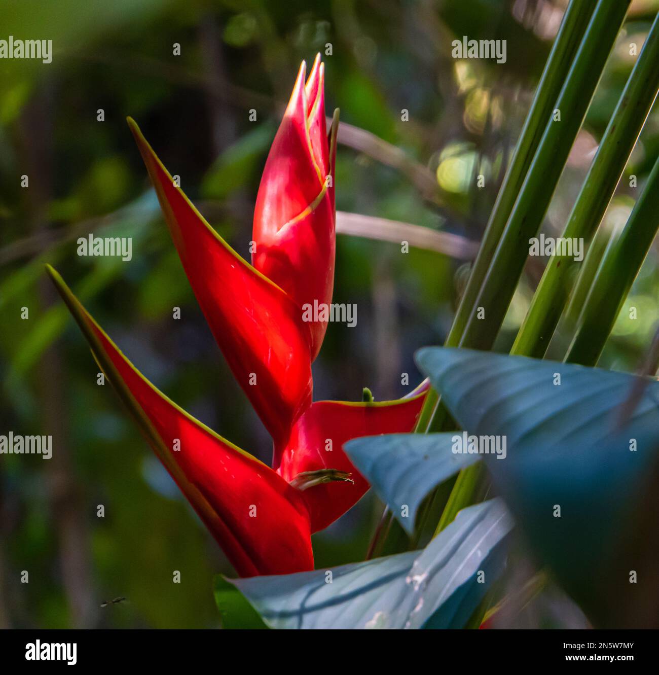 Tropische Helikonie Blüte die das Regenwasser für Vögel und Insekten fängt Stockfoto