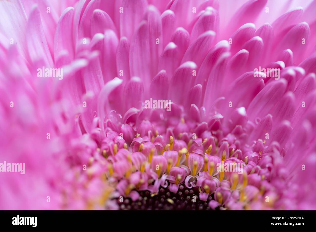 Wunderschöne Makrofotografie des Inneren und Blütenblätter einer violetten und weißen Blume, die die Schönheit der Natur mit sanfter Beleuchtung und Pastellfarben zeigt Stockfoto