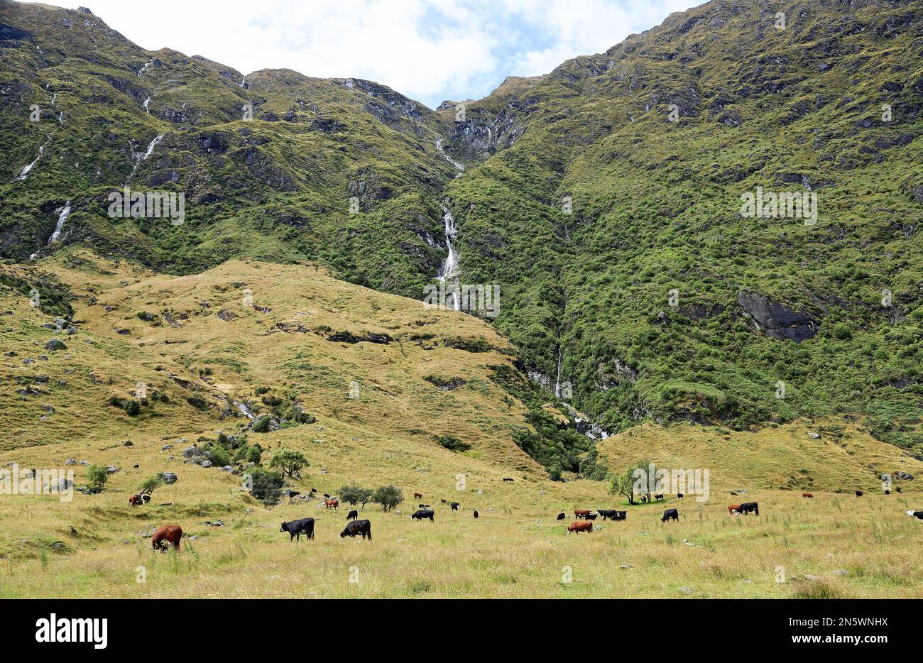 Rinder und Wasserfälle, Neuseeland Stockfoto