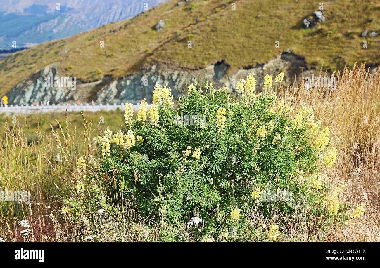 Gelbe Lupine auf der Crown Range - Neuseeland Stockfoto