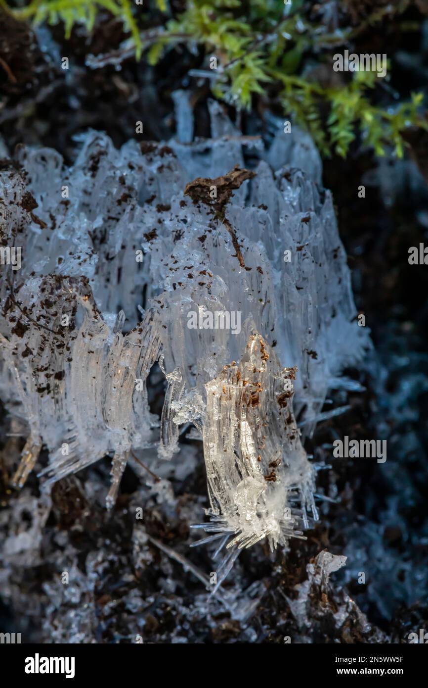 Nadeleis, das sich bei Bodentemperatur bildet. Über 0 °C und Lufttemperatur liegt. Liegt unter 0 °C, Deerfield Nature Park, Zentrum von Michigan, USA Stockfoto