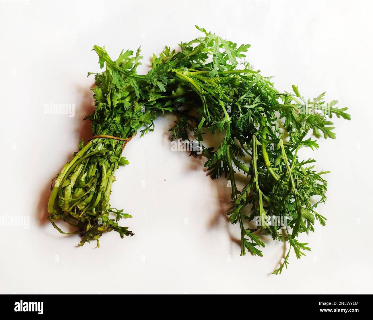 Wissenschaftliche Bezeichnung - Glebionis coronaria. Das Grün der Pflanze wird in vielen asiatischen Küchen verwendet. Es wird für Suppe und Braten unter Rühren verwendet. Stockfoto