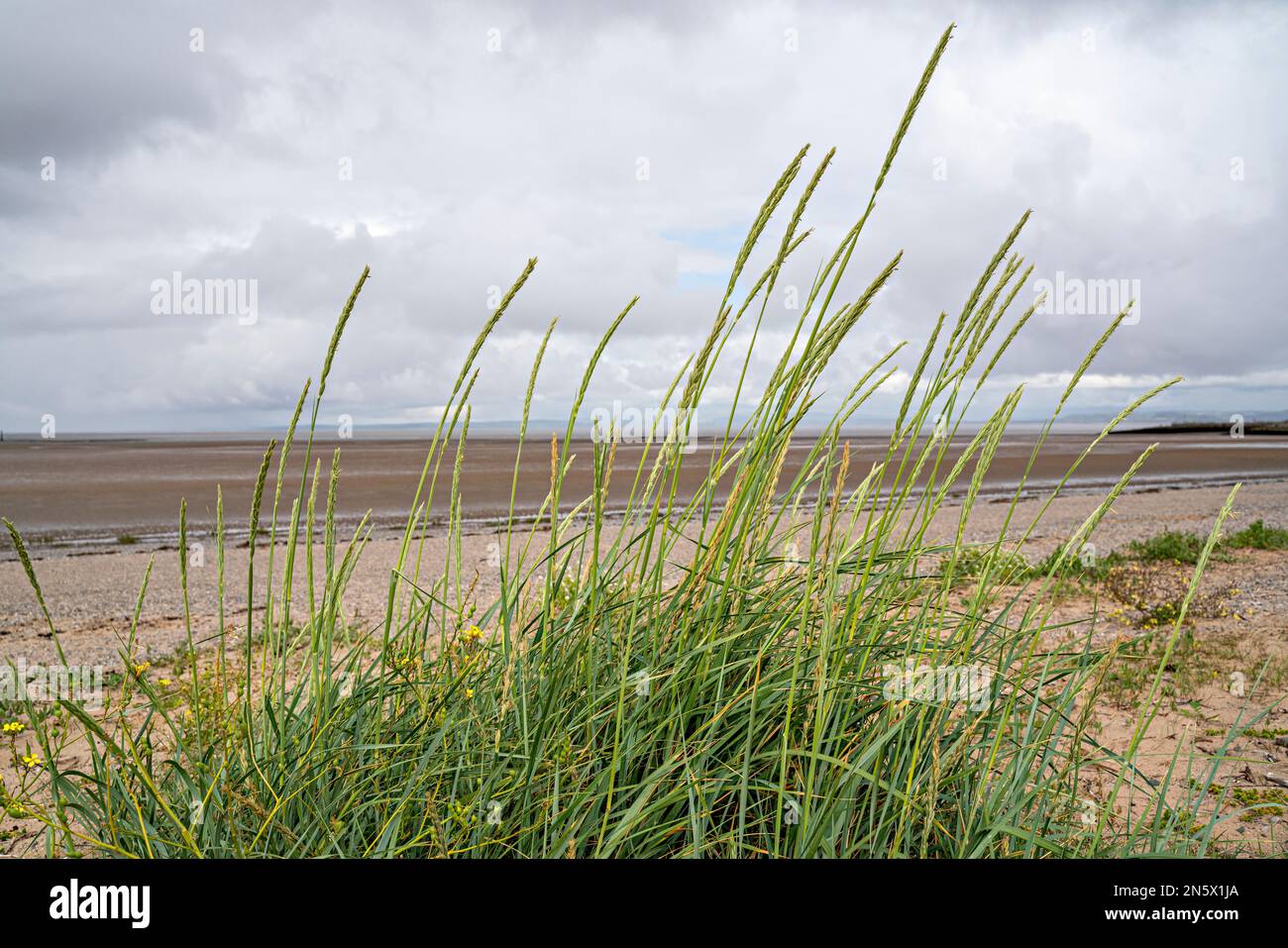 Gras am Strand in NW England Stockfoto