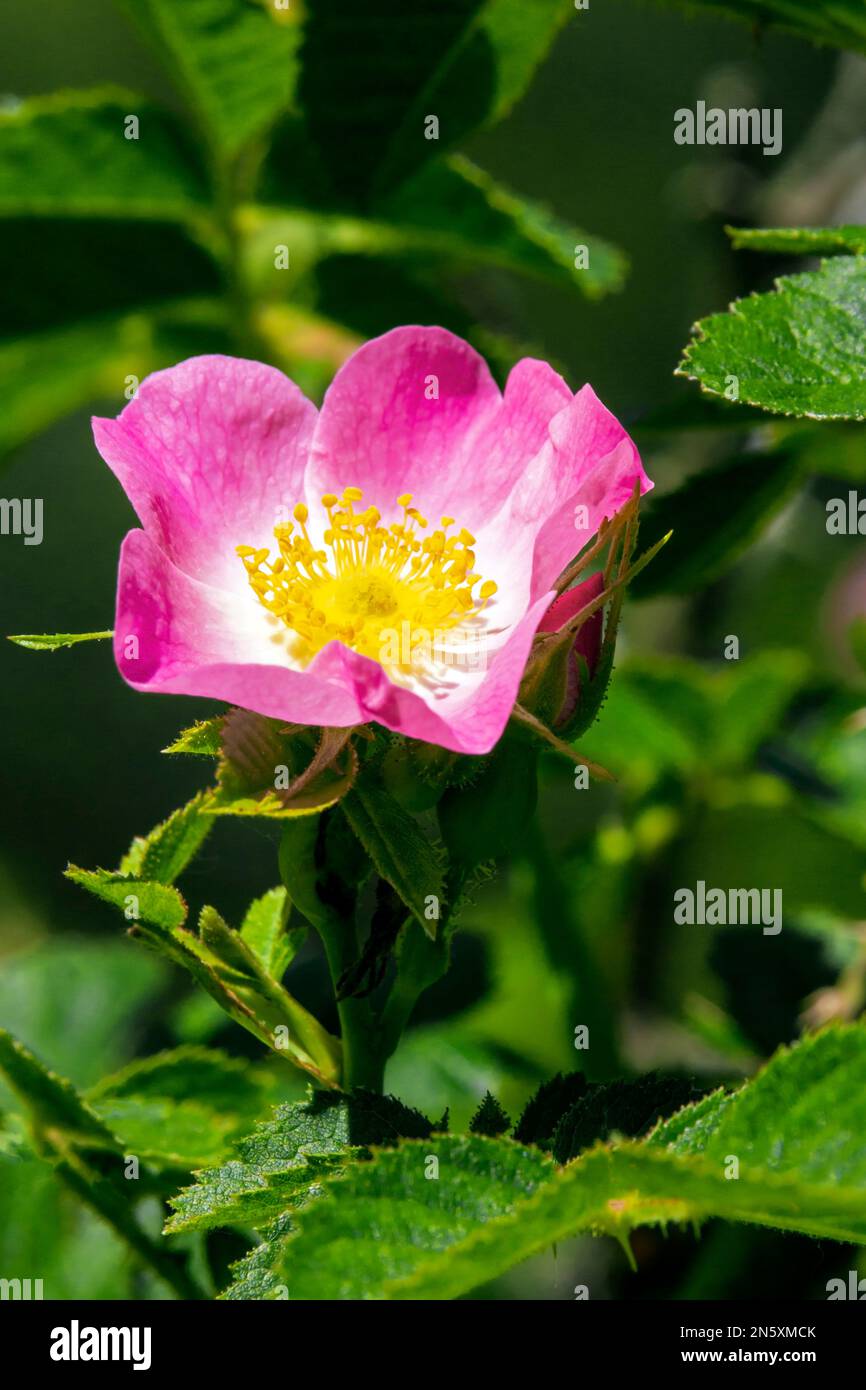 Sweetbriar Rose ist in den meisten Teilen Europas heimisch, wurde aber in anderen Ländern gepflanzt und eingebürgert und oft als invasiv angesehen. Stockfoto