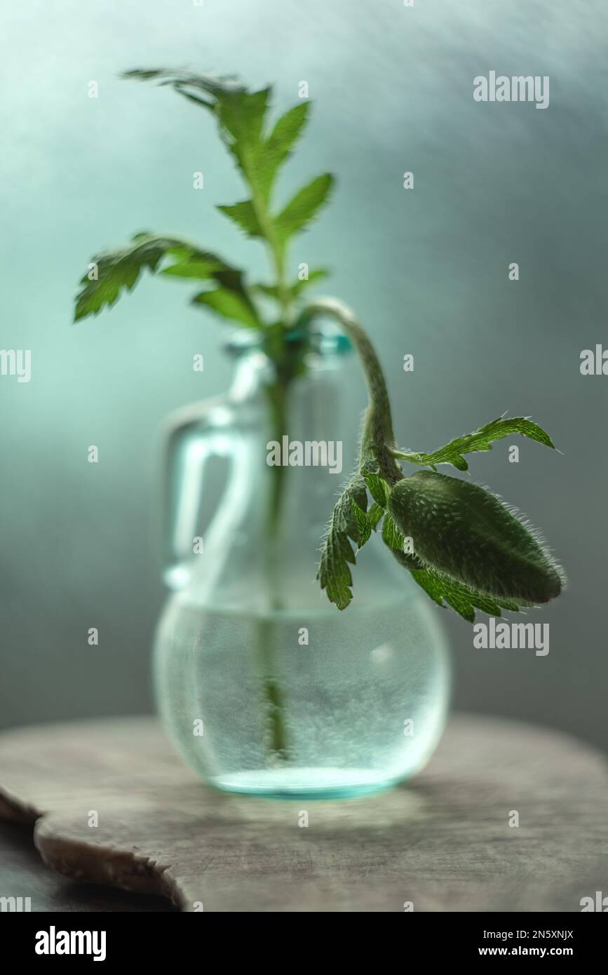 Geschlossene Mohnblütenknospe im Glasgefäß Stockfoto