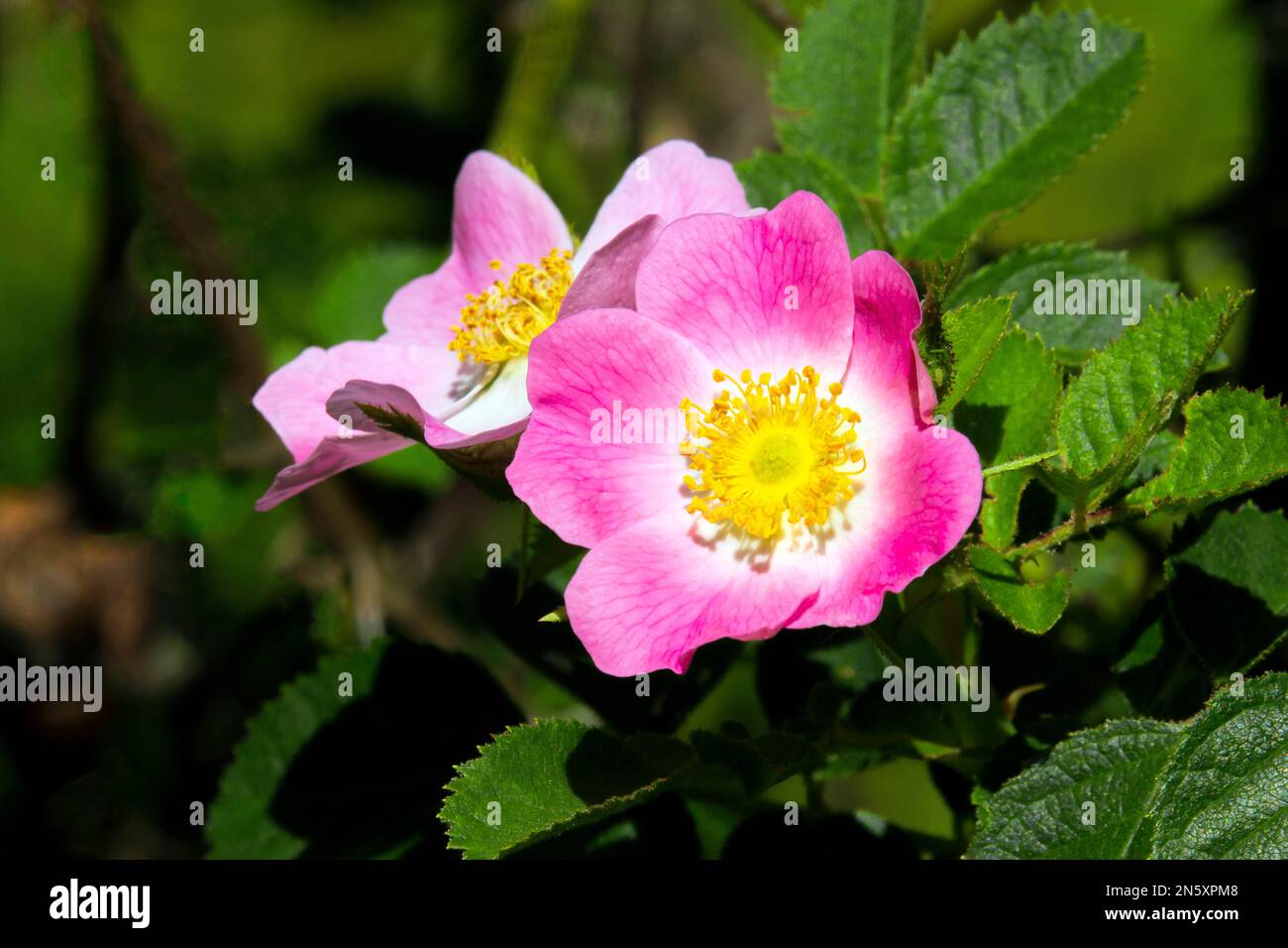 Sweetbriar Rose ist in den meisten Teilen Europas heimisch, wurde aber in anderen Ländern gepflanzt und eingebürgert und oft als invasiv angesehen. Stockfoto