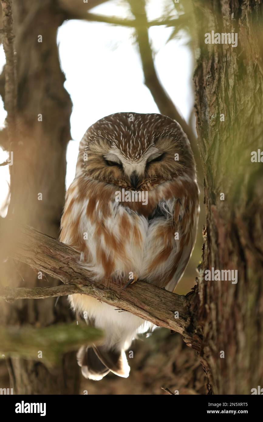 Nördliche Sägeeule Stockfoto
