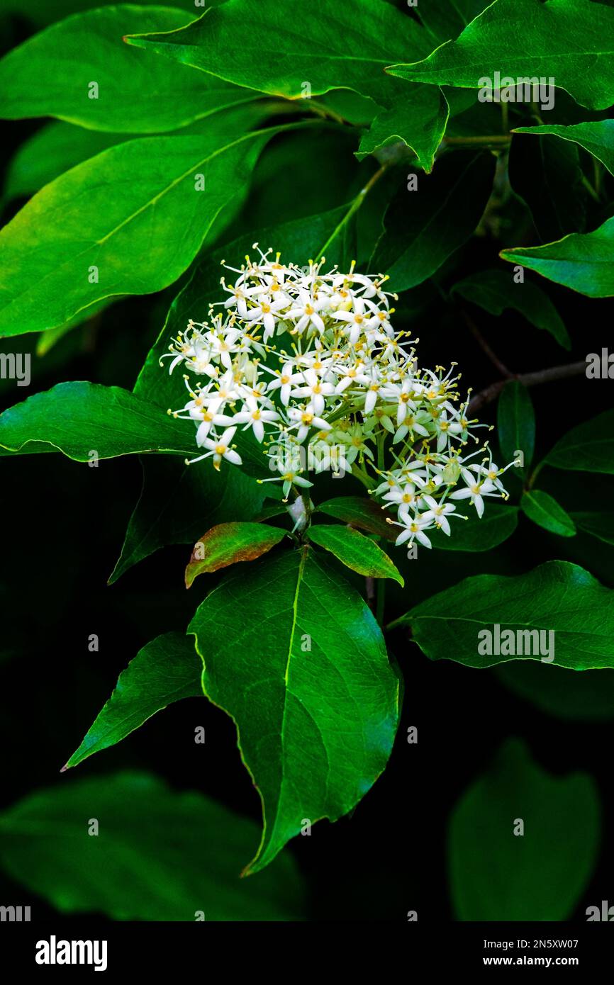 GRA y Dogwood oder Red-Panicle Dodgwood eine im Südosten Kanadas und im Nordosten der USA heimische Strauchpflanze. Stockfoto