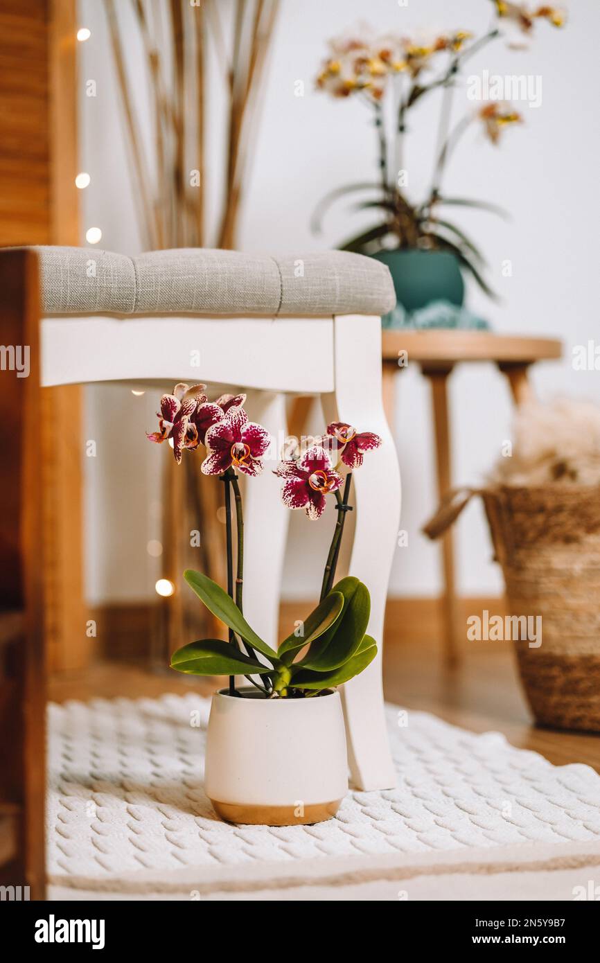 In Weiß und Beige gehaltenes gemütliches Zimmer mit lila Orchideen. Pampas Gras, Bouquets, gemütlich und weich Stockfoto