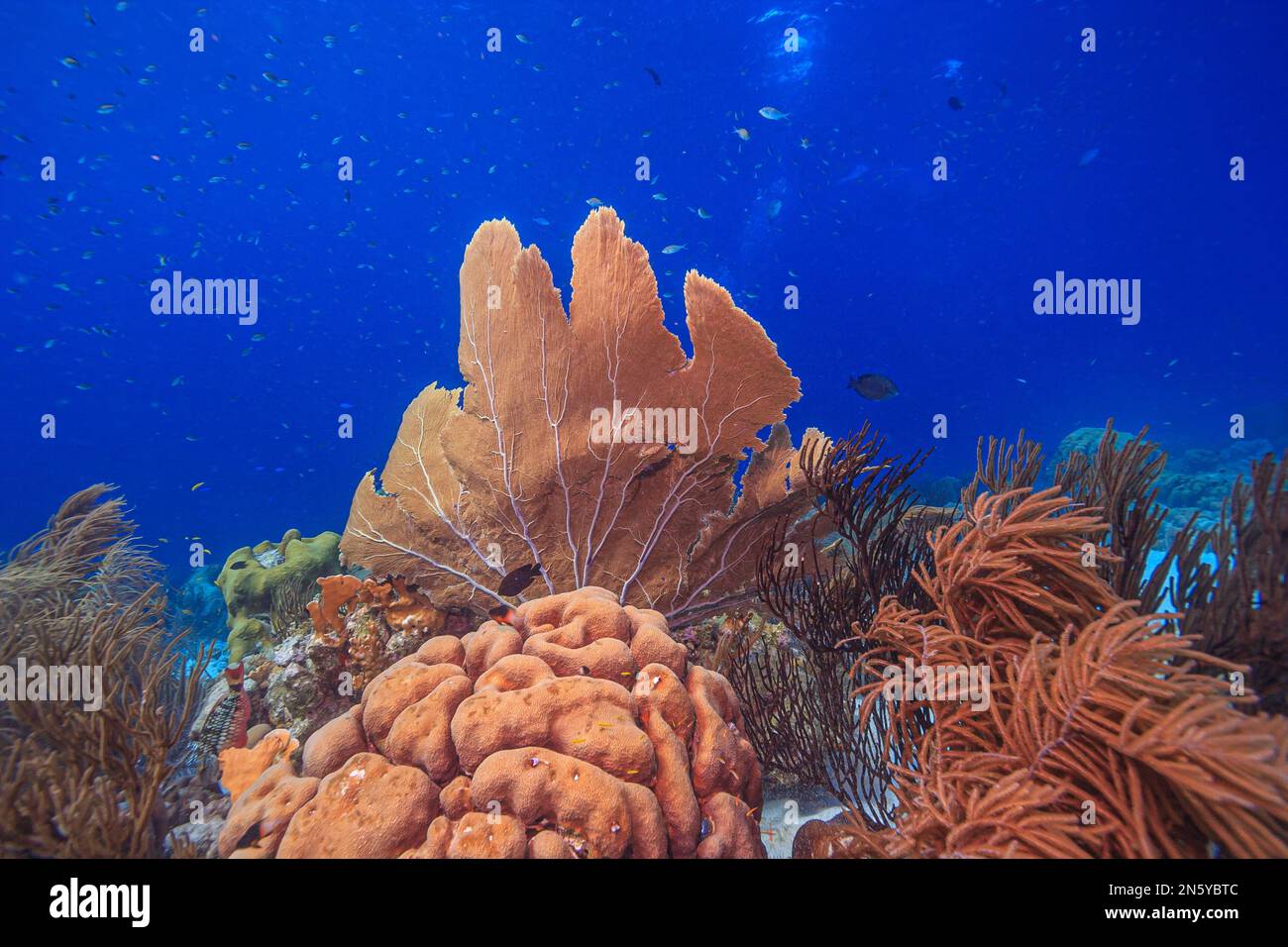 Karibisches Korallenriff vor der Küste der Insel Bonaire Stockfoto