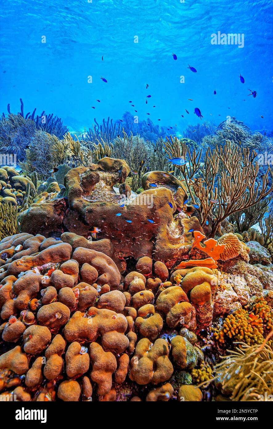 Karibisches Korallenriff vor der Küste der Insel Bonaire Stockfoto