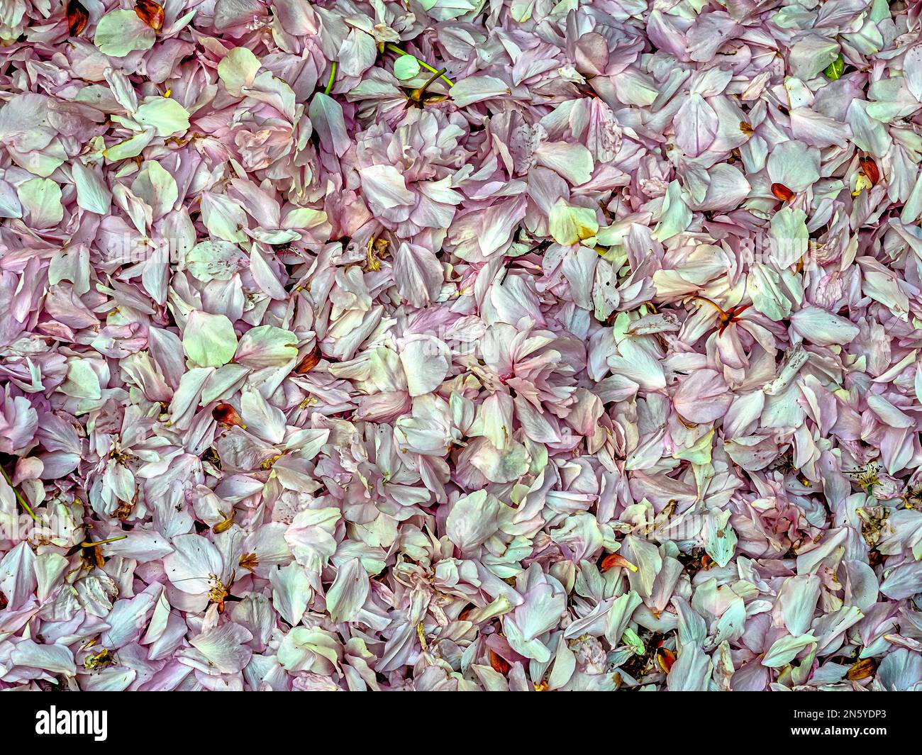 Magnolienbäume blühen im Frühling auf dem Boden Stockfoto