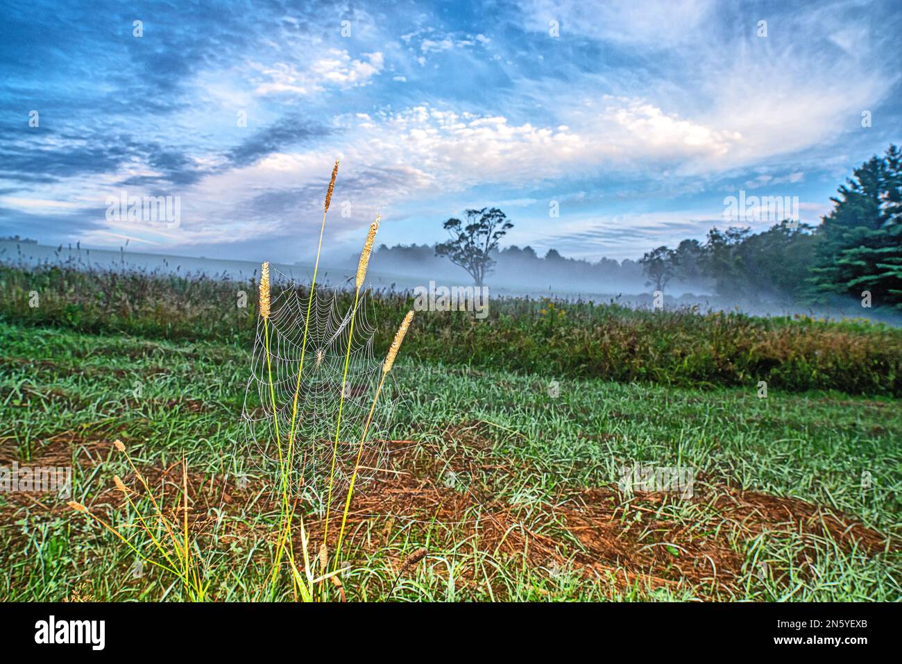 Spinnennetz am frühen Morgen auf dem Feld nach dem Nebel Stockfoto