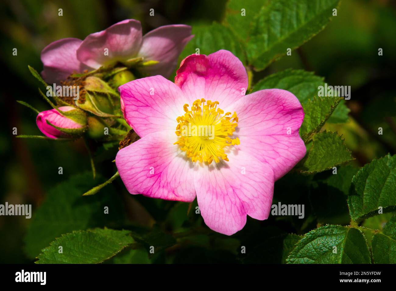 Sweetbriar Rose ist in den meisten Teilen Europas heimisch, wurde aber in anderen Ländern gepflanzt und eingebürgert und oft als invasiv angesehen. Stockfoto