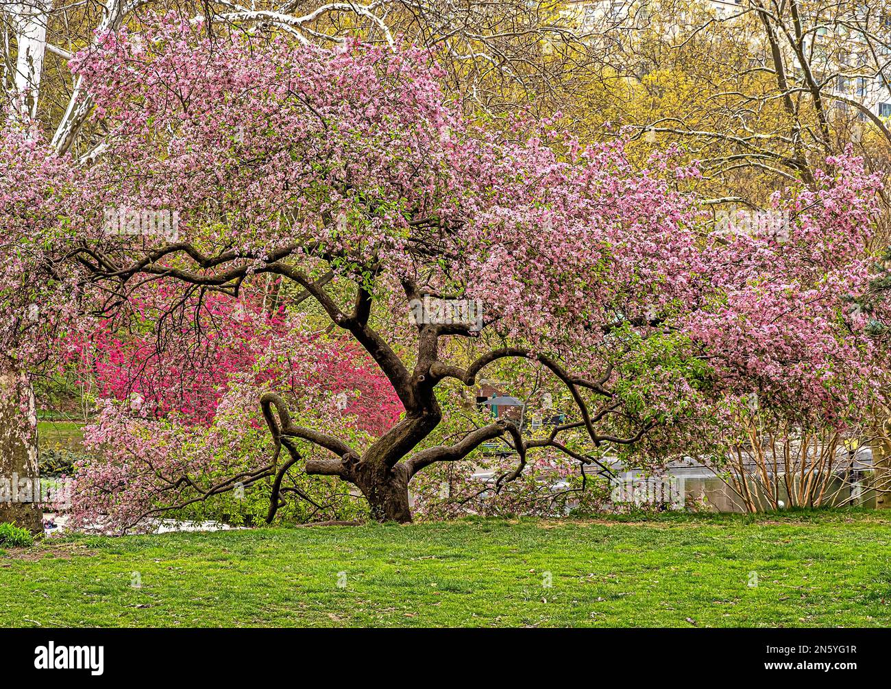 Frühling im Central Park, New York City, japanischer Kirschbaum; Stockfoto