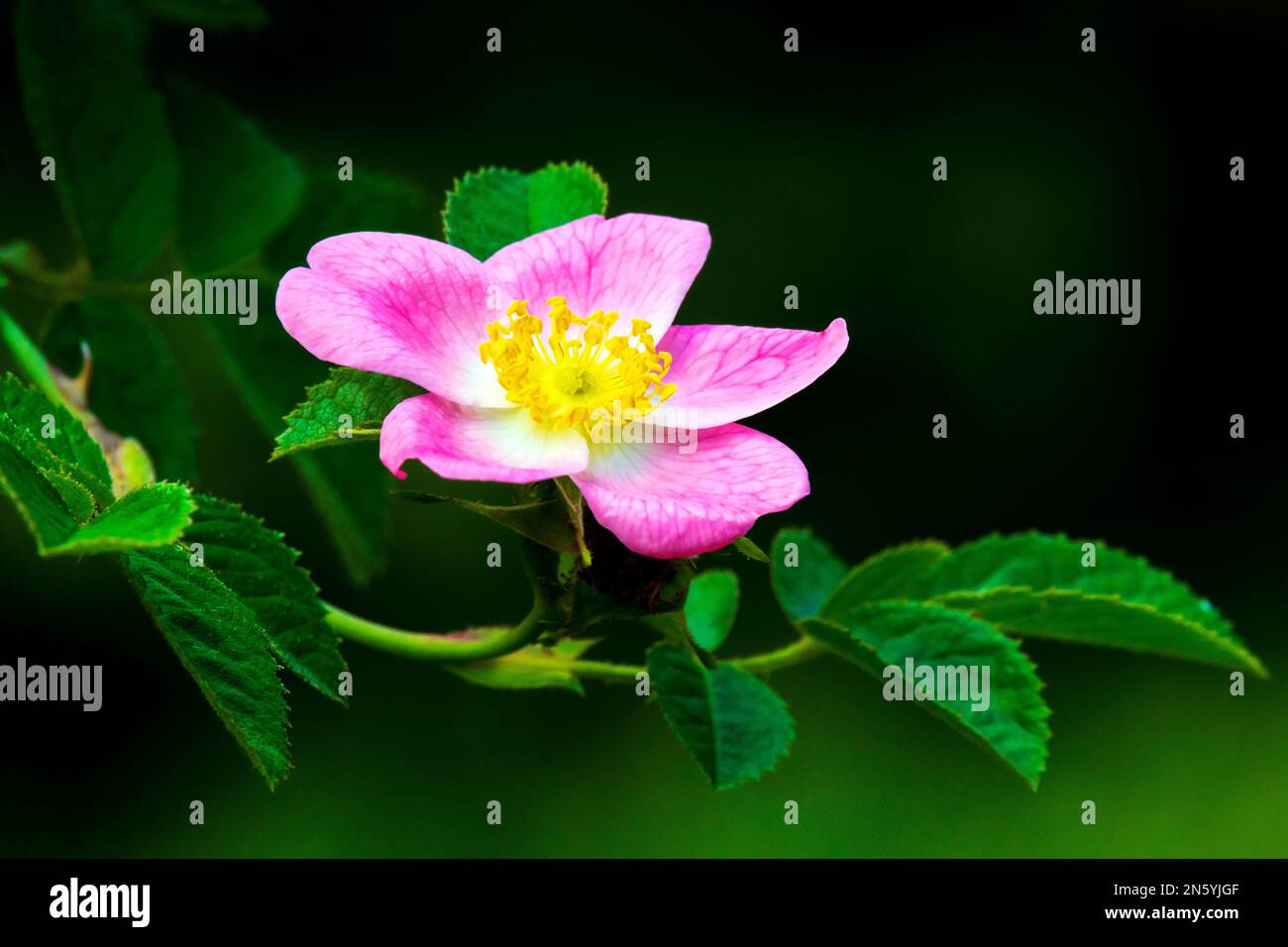 Sweetbriar Rose ist in den meisten Teilen Europas heimisch, wurde aber in anderen Ländern gepflanzt und eingebürgert und oft als invasiv angesehen. Stockfoto