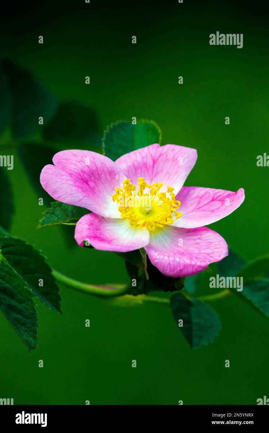 Sweetbriar Rose ist in den meisten Teilen Europas heimisch, wurde aber in anderen Ländern gepflanzt und eingebürgert und oft als invasiv angesehen. Stockfoto