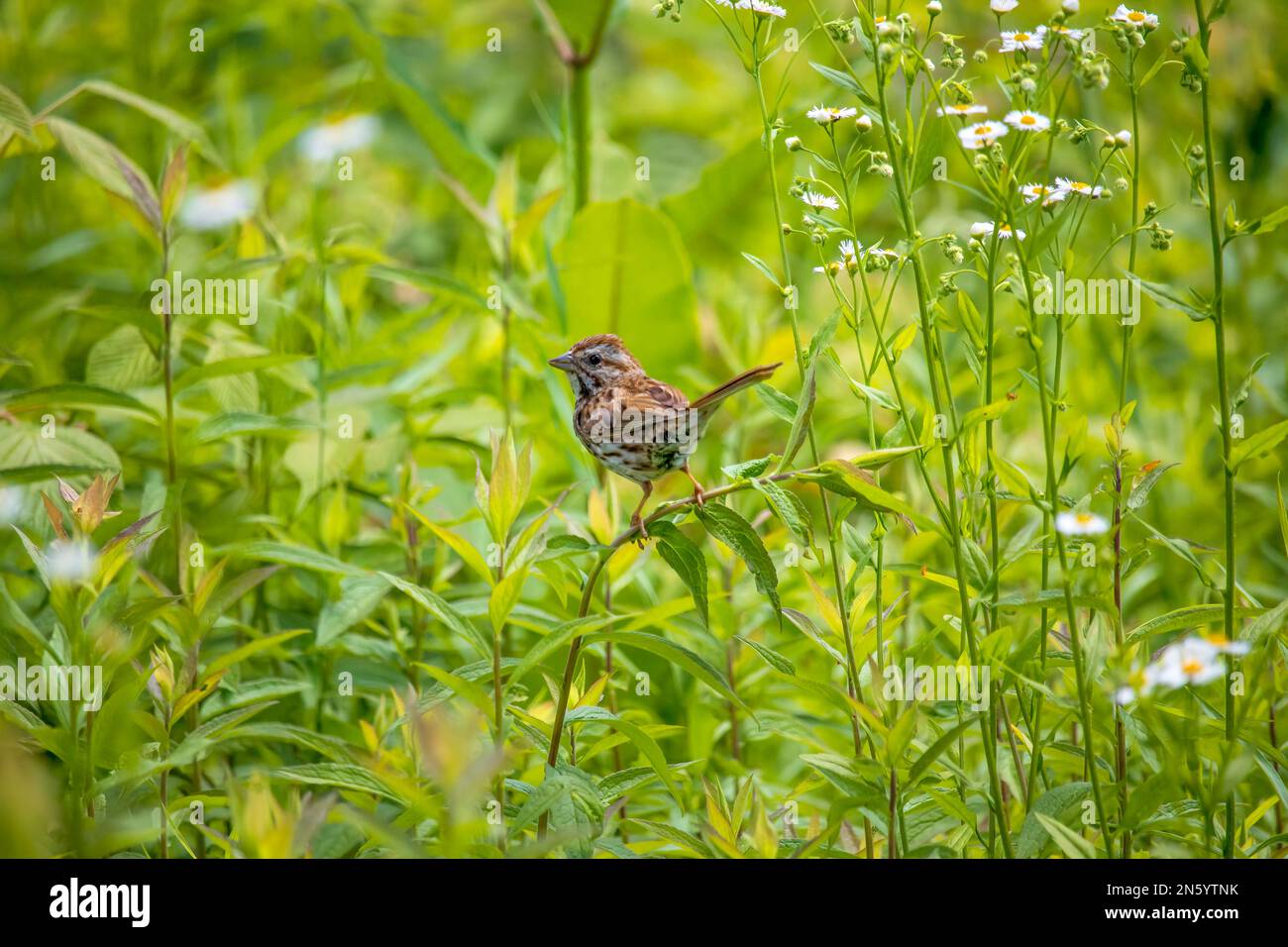 Ein Song Sparrow auf einer wilden Wiese in den Pocono Mountains in Pennsylvania. Stockfoto