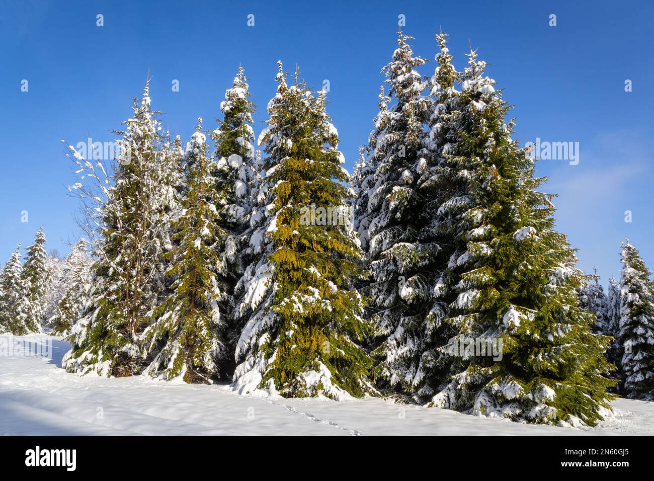 Fichten (Picea) bedeckt mit frischem weißem Schnee auf einer Bergglade auf der Hala Slowianka, den Beskiden, Polen, Winter. Stockfoto