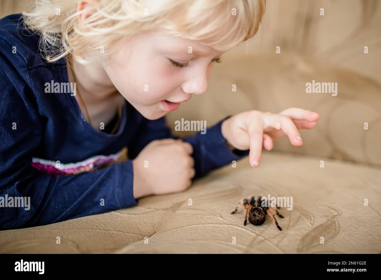 Spinnentarantel zu Hause auf der Couch. Ein kleines furchtloses Mädchen spielt mit einer schrecklichen Spinne, die auf dem Bett krabbelt. Stockfoto