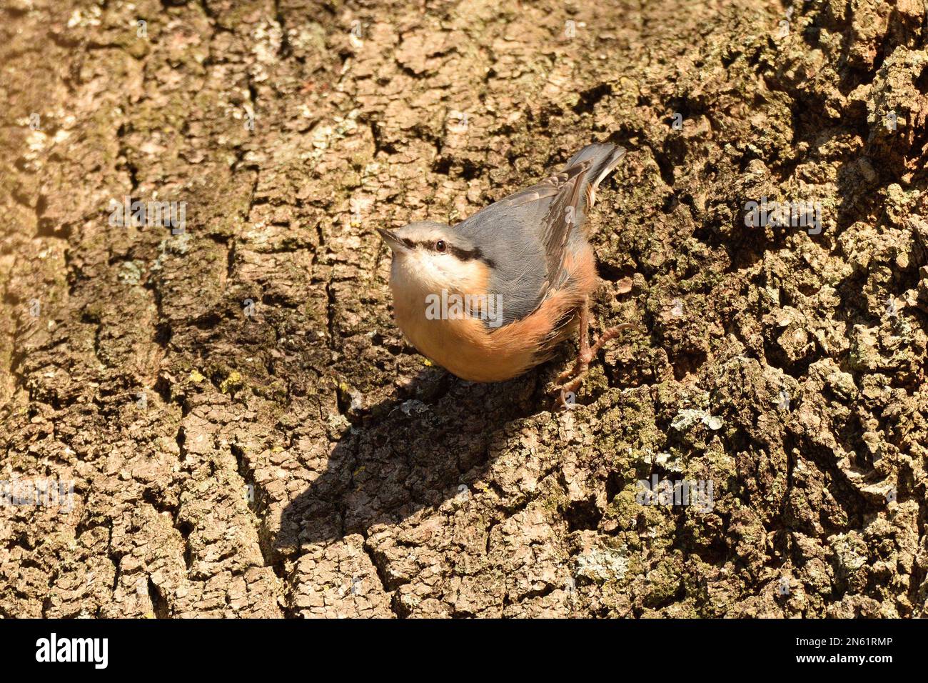 Eurasische Nuthatch, die eine Eiche auf Insekten und Maden überprüft. Hampstead Heath, London, England, Großbritannien. Stockfoto