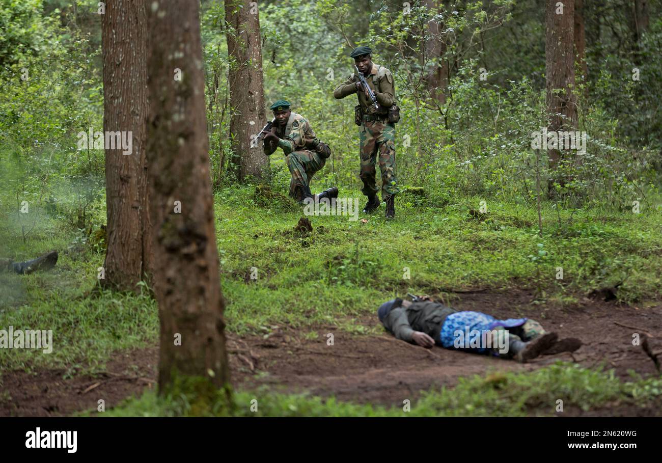 Rangers of the Kenya Wildlife Service and Kenya Forest Service shoot at a colleague playing the role of a poacher as they stage a demonstration of the skills they have learned over the last few days of joint training with Britain's 3rd Battalion, The Parachute Regiment, in the forest near Nanyuki, Kenya, Thursday, Dec. 5, 2013. The anti-poaching training exercise is part of increased efforts the international community is making to help protect African elephants and rhinos from increasingly deadly attacks from poachers who send ivory and rhino horn mostly to Asia's growing middle class. (AP Ph Stockfoto