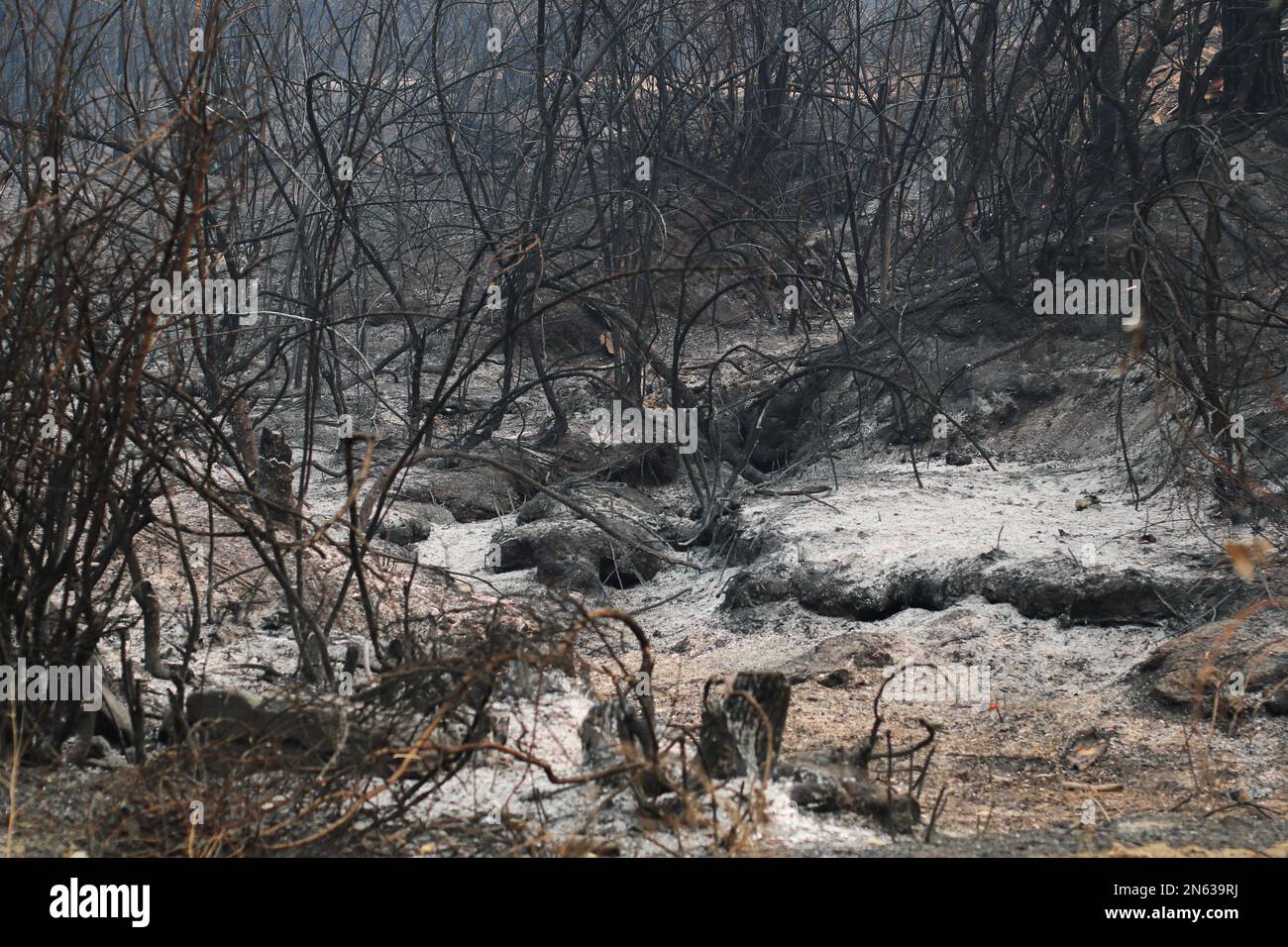 Durban, Chile. 09. Februar 2023. Bäume und Sträucher, die am 9. Februar 2023 in der Stadt Santa Juana in der Nähe der Stadt Concepción, Chile, vom Feuer zerstört wurden. Es ist mehr als eine Woche her, seit die Waldbrände ausbrachen, die einen Teil des einheimischen Waldes und eine weitere große Anzahl von Kiefernmonokulturen im Süden des Landes verbrauchen. (Foto: Jesus Martinez/Sipa USA) Kredit: SIPA USA/Alamy Live News Stockfoto