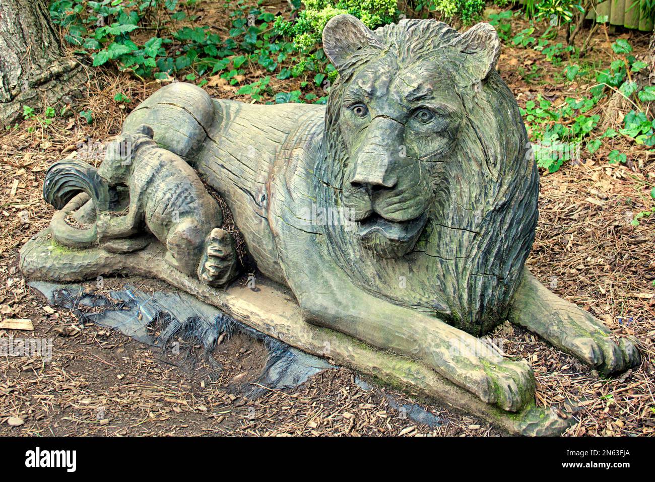 Löwe im Zoo von Edinburgh und hölzerne Skulptur Stockfoto