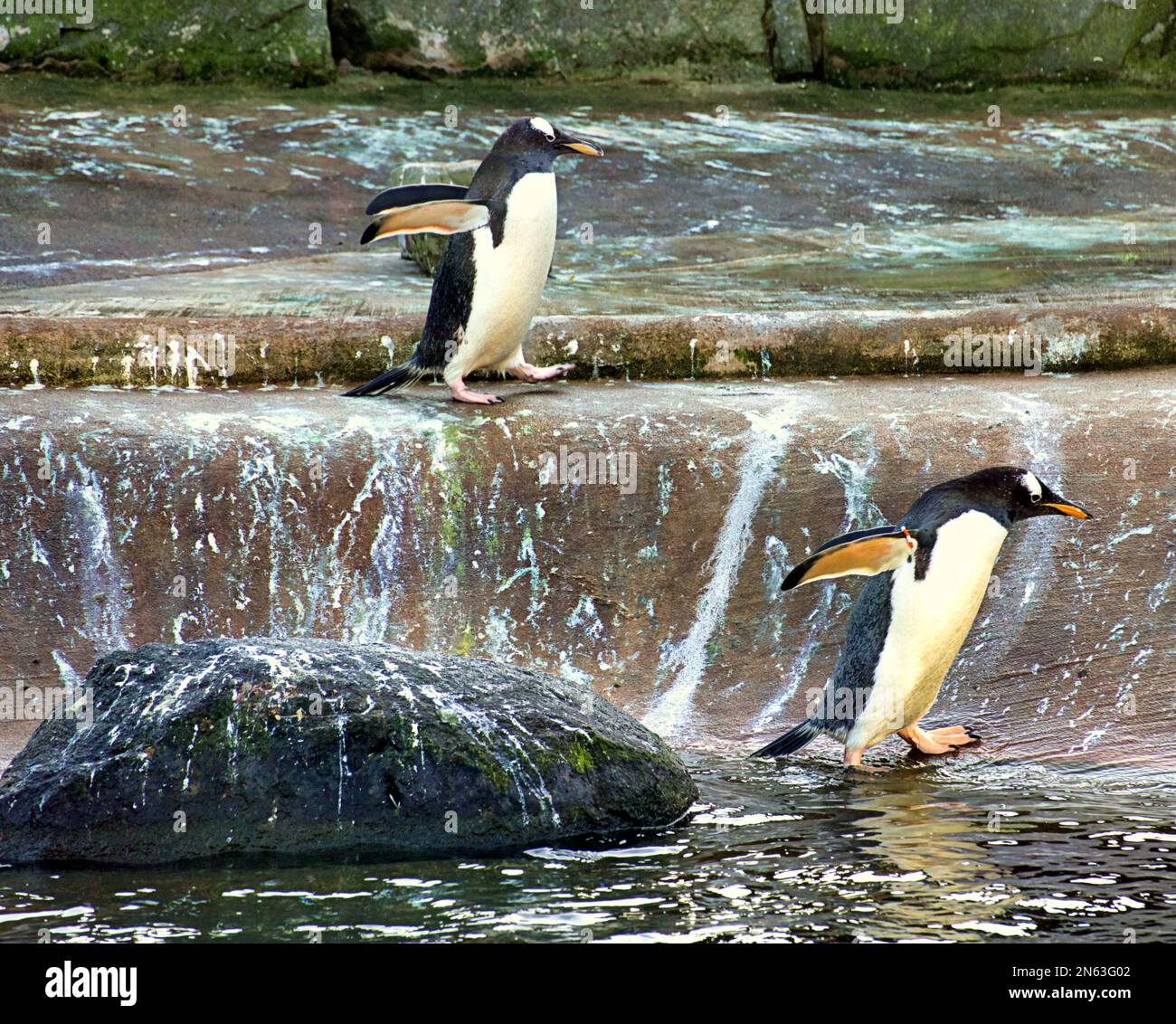 Gentoo-Pinguine im Zoo von Edinburgh Stockfoto