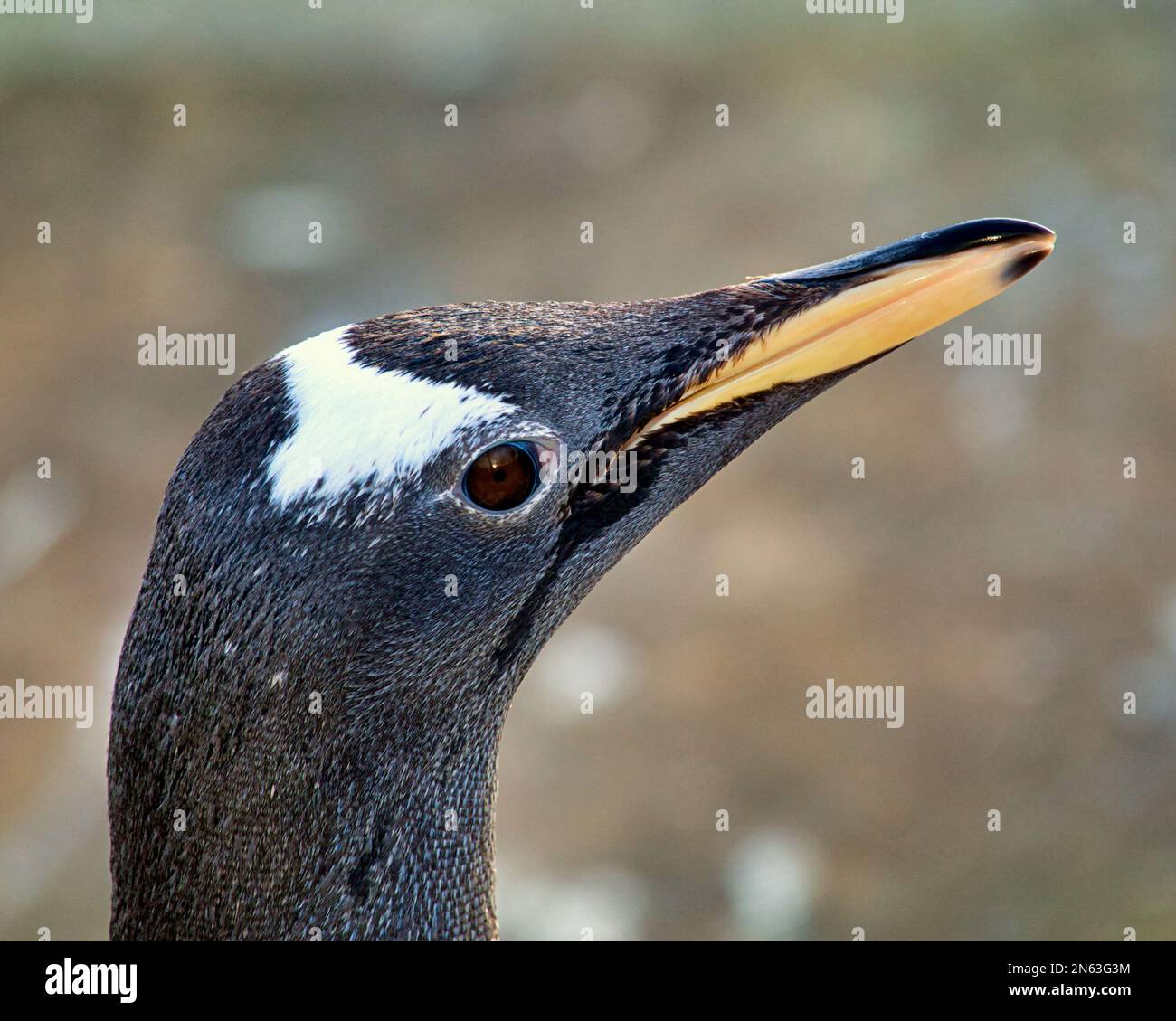Gentoo-Pinguin-Porträt aus nächster Nähe im Zoo von Edinburgh Stockfoto