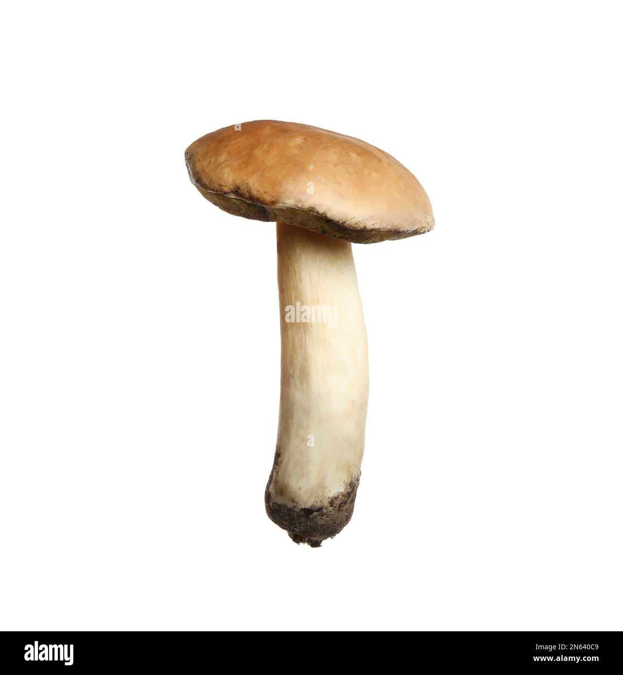 Frischer, rutschiger Jack-Pilz, isoliert auf weiß Stockfoto