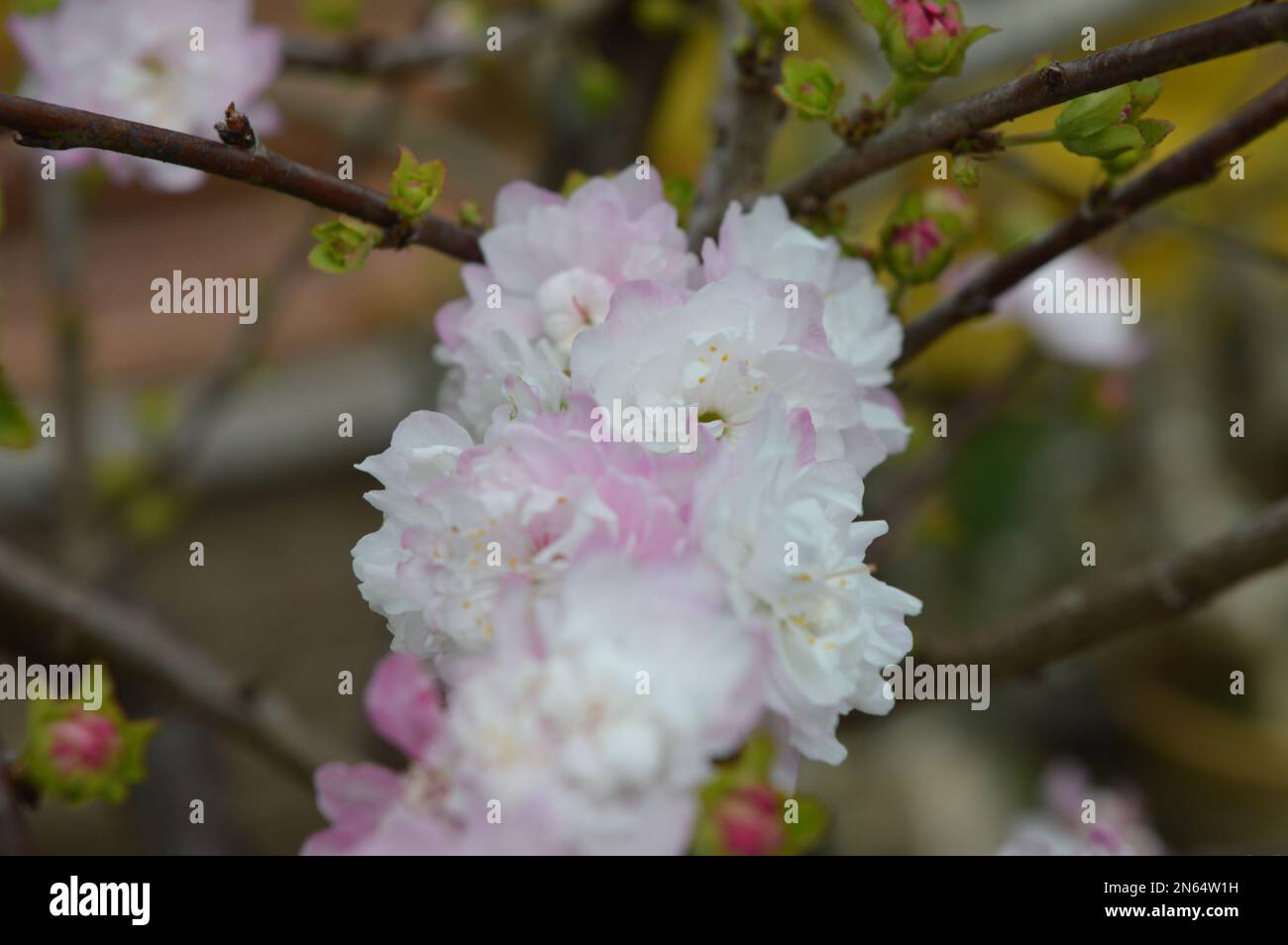 Pfirsichblume, das Symbol des vietnamesischen Mondneujahrs Stockfoto