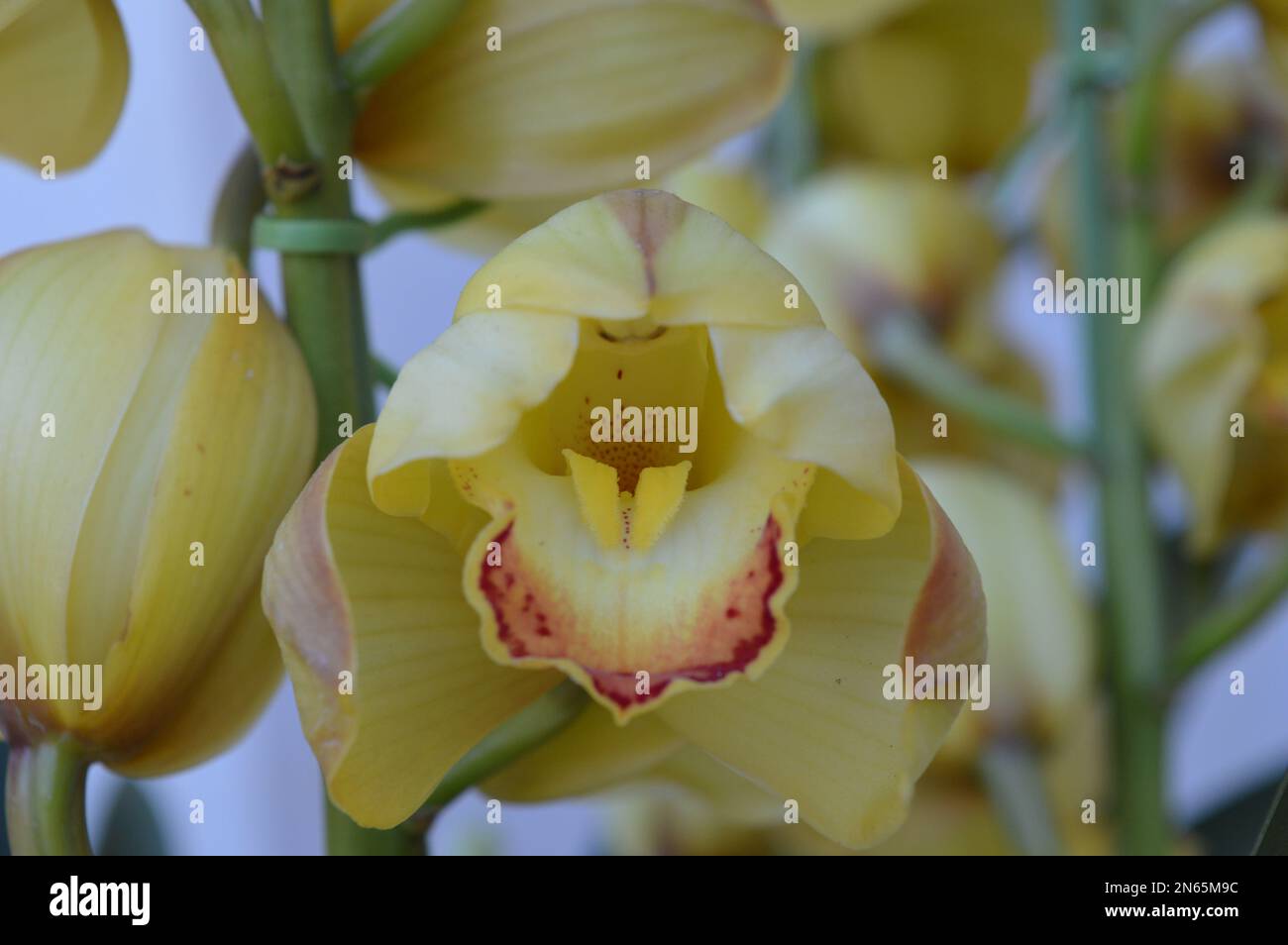 Ein Haufen gelbes Cymbidium oder Boat Orchid Stockfoto