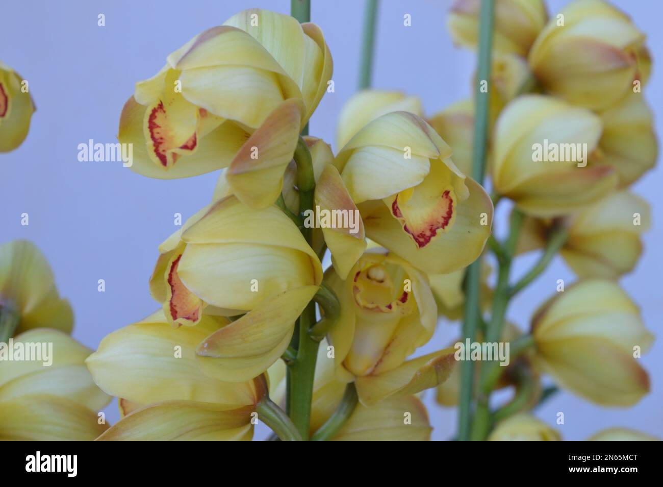 Ein Haufen gelbes Cymbidium oder Boat Orchid Stockfoto