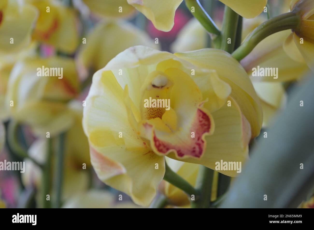 Ein Haufen gelbes Cymbidium oder Boat Orchid Stockfoto