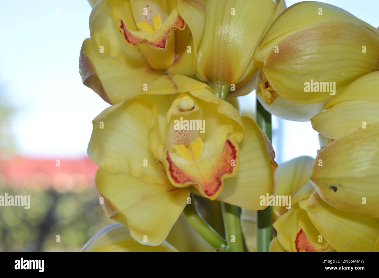 Ein Haufen gelbes Cymbidium oder Boat Orchid Stockfoto