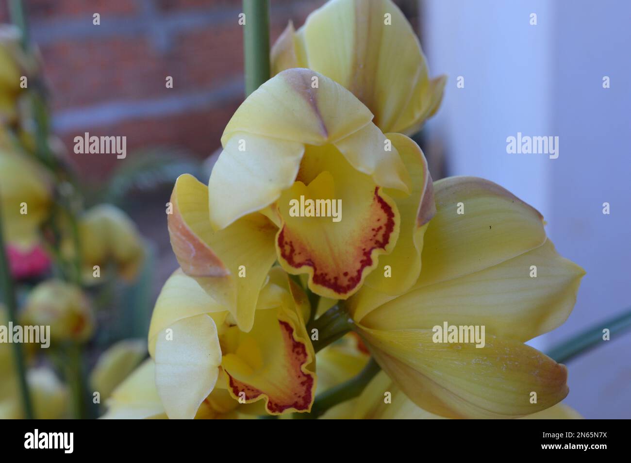 Ein Haufen gelbes Cymbidium oder Boat Orchid Stockfoto