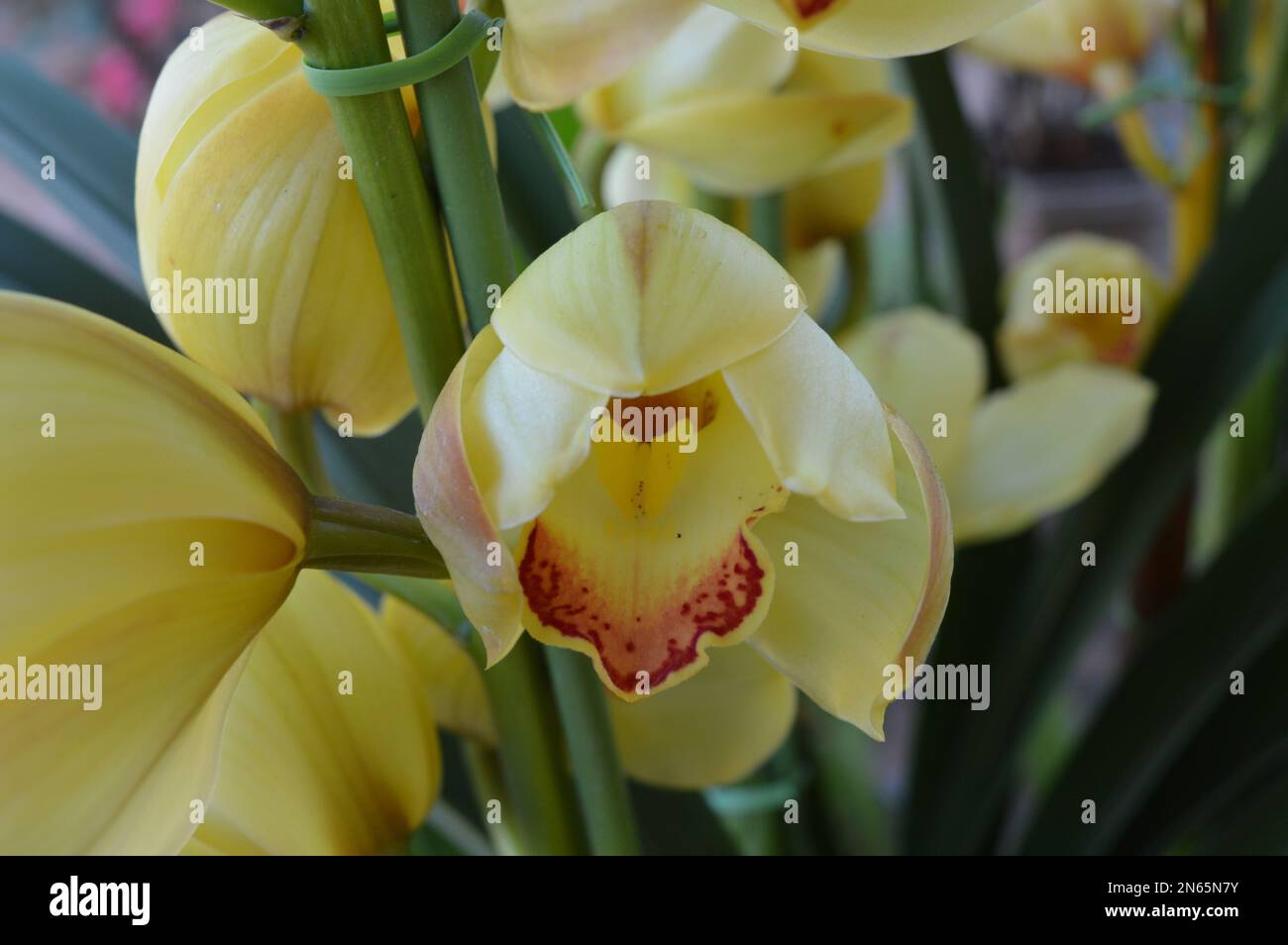 Ein Haufen gelbes Cymbidium oder Boat Orchid Stockfoto