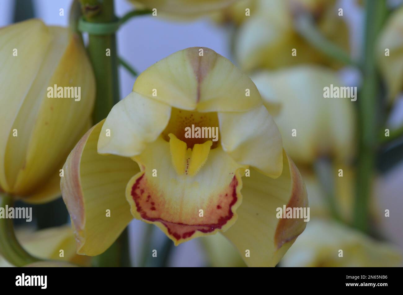 Ein Haufen gelbes Cymbidium oder Boat Orchid Stockfoto