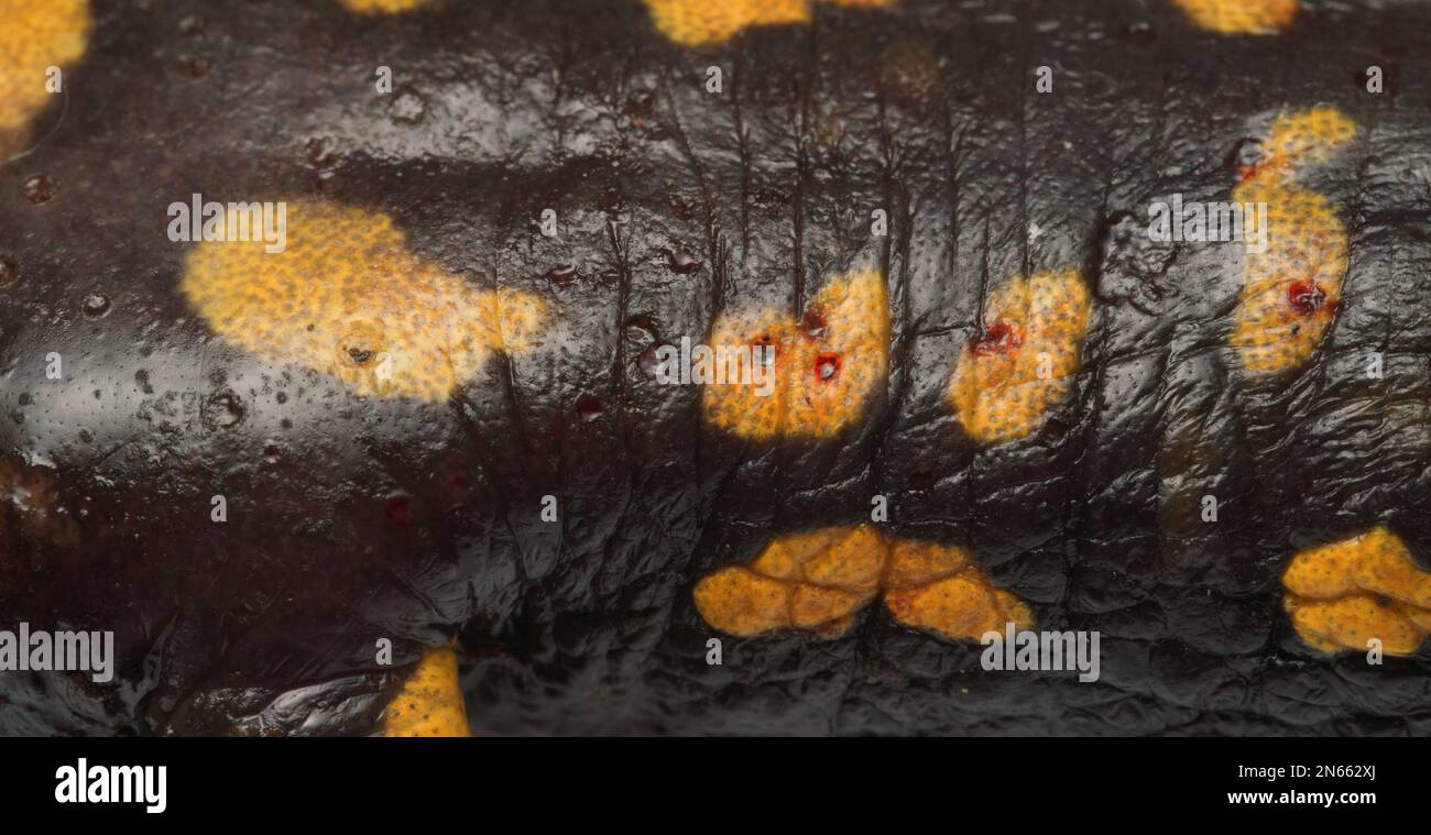 Hautläsionen durch Chytridpilz Bsal (Batrachochytrium salamandrivorans) auf Feuersalamander (Salamandra salamander), Ruhrbezirk, Deutschland Stockfoto